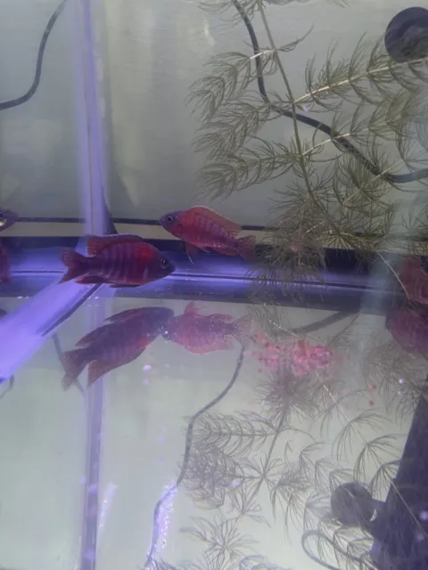 Ruby Red Unsexed Peacock Cichlid