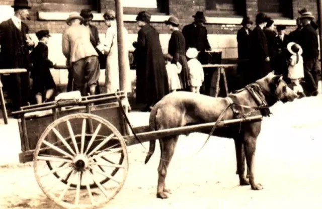 C.1910 Big Dog Pulling Cart Wagon Market / Fair Illinois? Antique B/W Photo F1