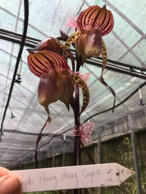 QOB Orchid Multiflorous Paphiopedilum Hung Sheng Cape POT100mm LS300mm 4YO