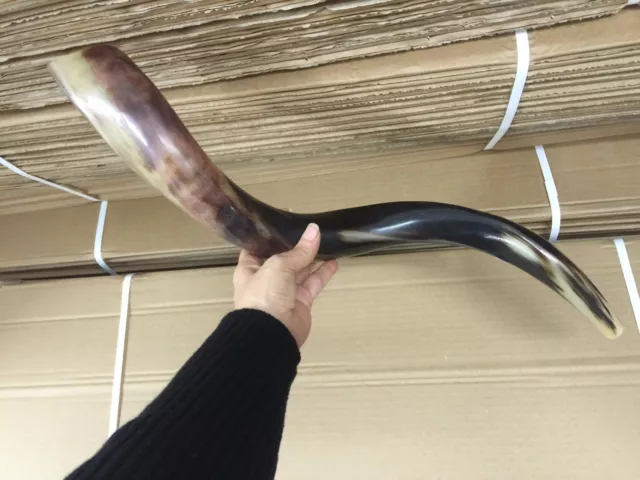 Natural Judaica Kosher 20-24" Yemenite Kudu Shofar Horn Israel - Full published