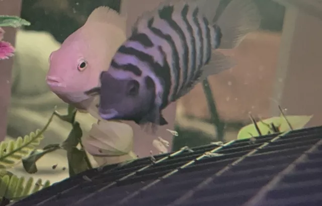 Convict Cichlid **FRY** live fish : Pink x Black