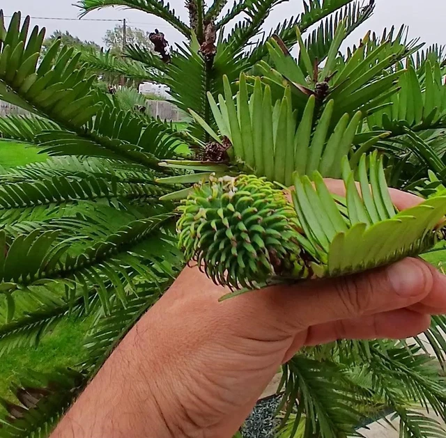 RARE WOLLEMI PINE Seeds Wollemia Nobilis Jurassic Tree Bonsai Starter rare-wollemi-pine-seeds-wollemia-nobilis-jurassic-tree-bonsai-starter