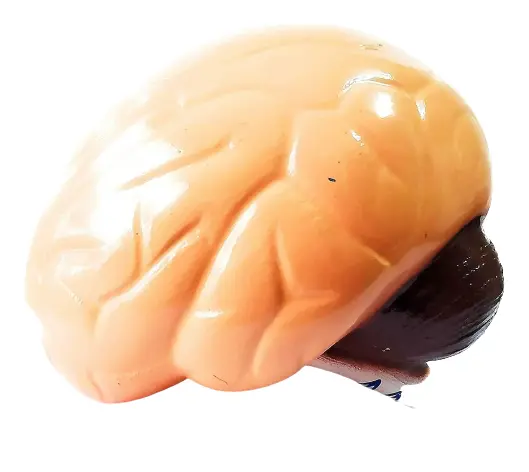 Modelo anatómico del cerebro humano para laboratorios y escuelas Conxport