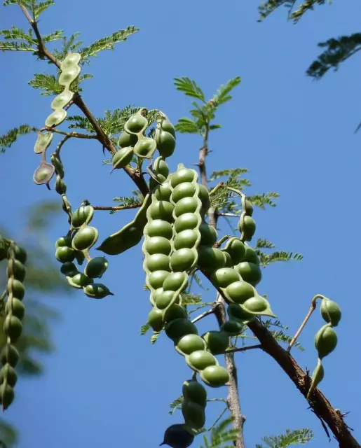 10 Graines Acacia Arabica, Vachellia nilotica, Gommier Rouge