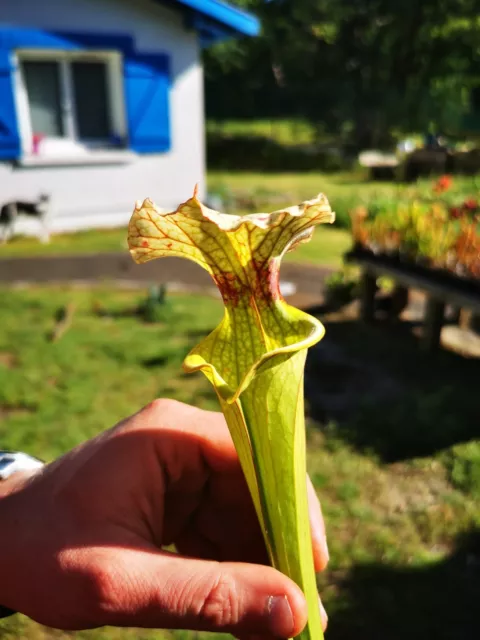 Sarracenia x moorei -- FL, (W) (S. flava var. rugelii x S. leucophylla) (H34 MK)