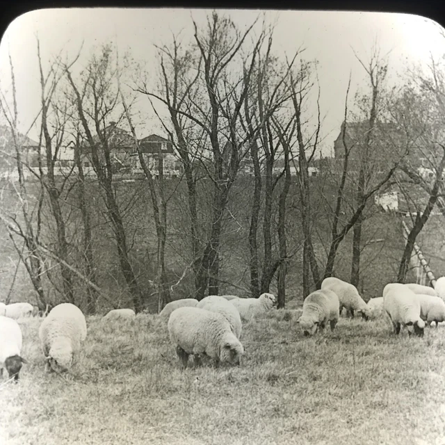 Vtg Magic Lantern Glass Slide Photo Keystone Sheep Grazing In Iowa Farm Ames
