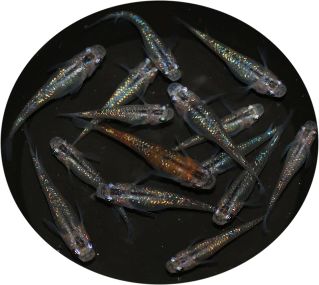 MEDAKA RICE FISH Eggs - Oryzias Latipes - Aurora Black Lame £20.50