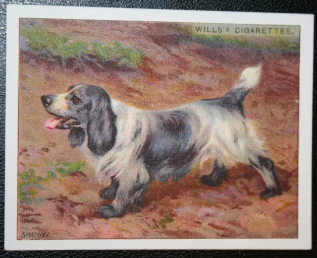 VINTAGE SPANIEL  Original  1914  Colour Card