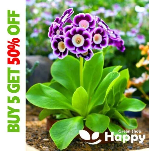 PRIMROSE AURICULA - 150 SEEDS - Primula Auricula Pubescens - Polyanthus - Early