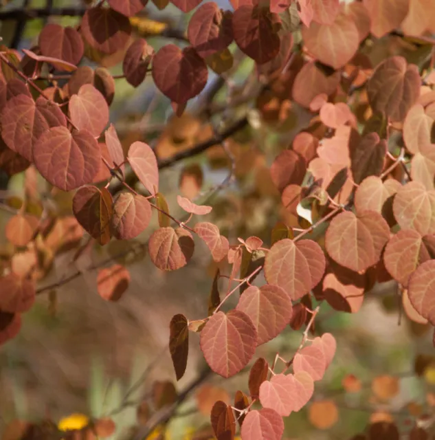 CERCIDIPHYLLUM JAPONICUM - albero della torta giapponese - albero delle  foglie di Giuda - albero di Katsura EUR 29,06 - PicClick IT