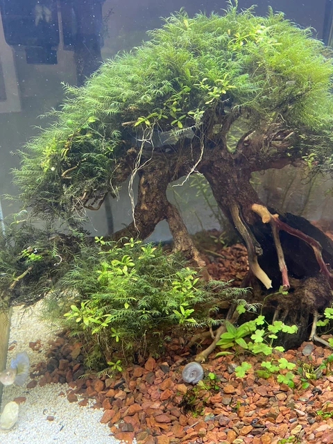 2x4 Inch Portion Fissidens Fontanus Phoenix Moss – Live Freshwater Aquarium Plant, Intermediate Level