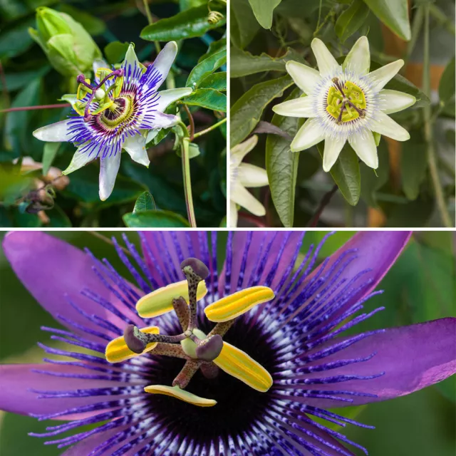 Set of 3 Passiflora 9cm