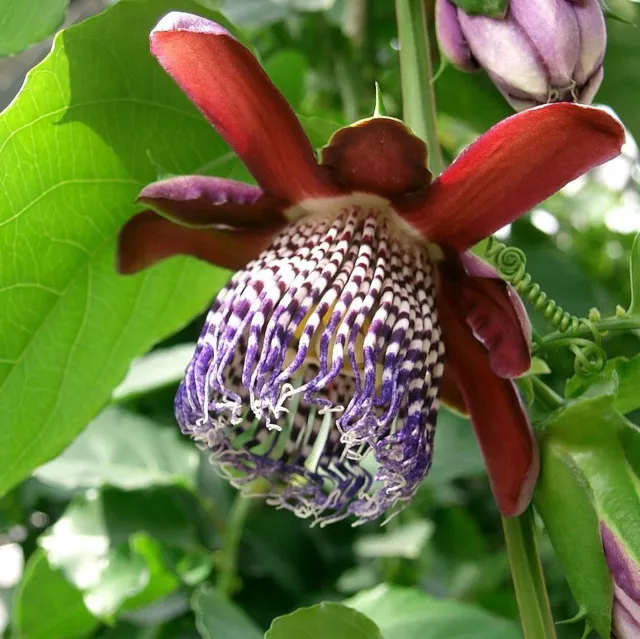 Pasiflora de tallo alado (Passiflora alata) - 5 semillas