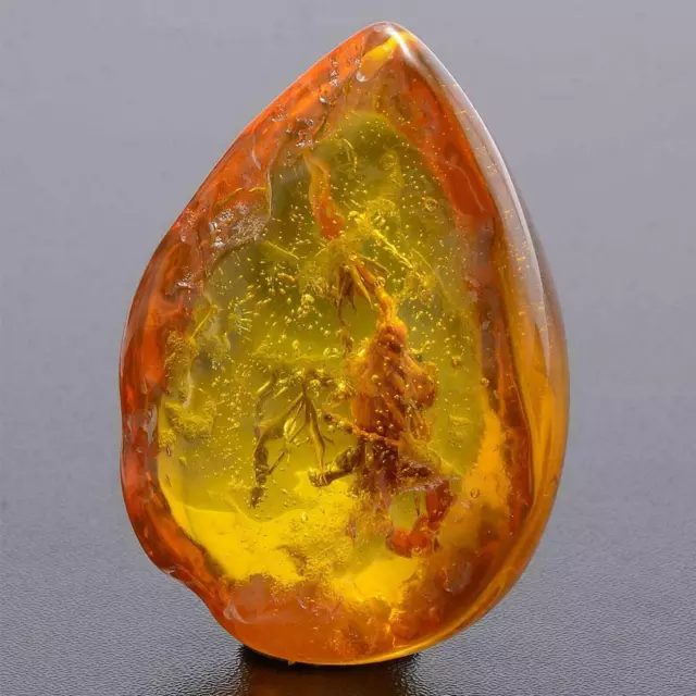 Beautiful Amber Scorpion Fossil Insects Manual Polishing B2P5 2024