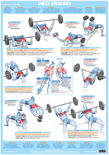 Body Building Poster Chest Muscles Weight Training Chart