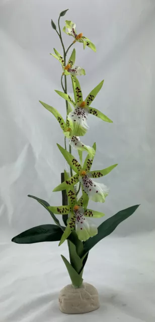 Rainforest Ground Plants - Regenwaldpflanzen selbst stehend Spider Orchid