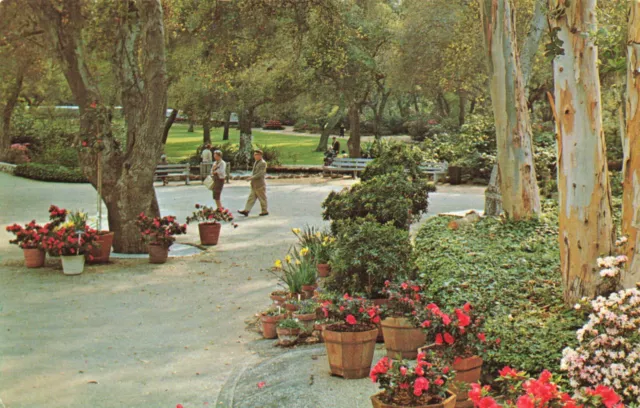 Vintage postcard USA Descanso Gardens La Canada California Azaleas Eucalyptus