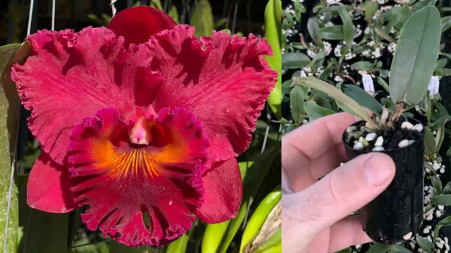 RON Cattleya Orchid Rlc. Subprasert 'Red' MERICLONE 50mm Pot Size