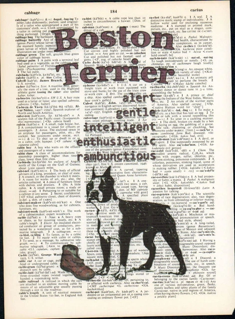 Boston Terrier Dog Traits Altered Art Print Upcycled Vintage Dictionary Page
