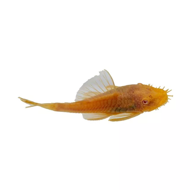 1  Small Albino Bristlenose Pleco - Tank Raised Algae Eater