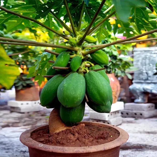 100  "DWARF SOLO WAIMANALO TREE SEEDS" Houseplant Papaya Tree Seeds Carica Fruit