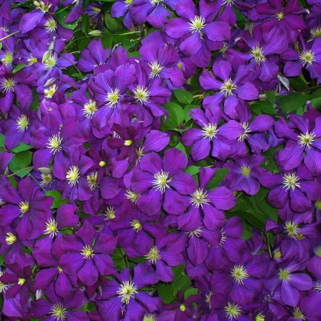 Waldrebe Clematis viticella 'Blue Belle' 40-60cm Sommerblüher