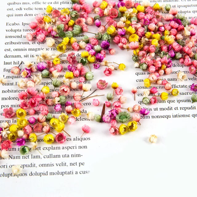 60Pcs Real Dried Flowers DIY Art Epoxy Resin Candle Jewellery Filler Accessor LW