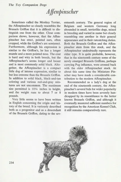 The Affenpinscher - CUSTOM MATTED - Vintage Dog Art Print - "G"
