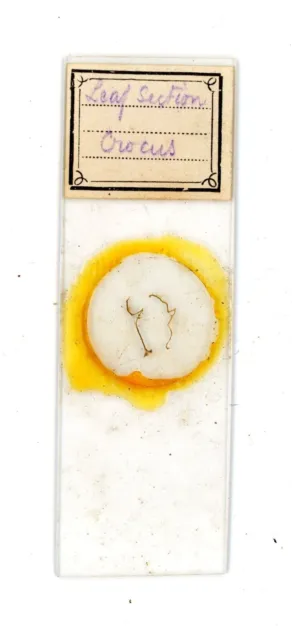 Antique glass Microscope slide Leaf Section Crocus sample #99