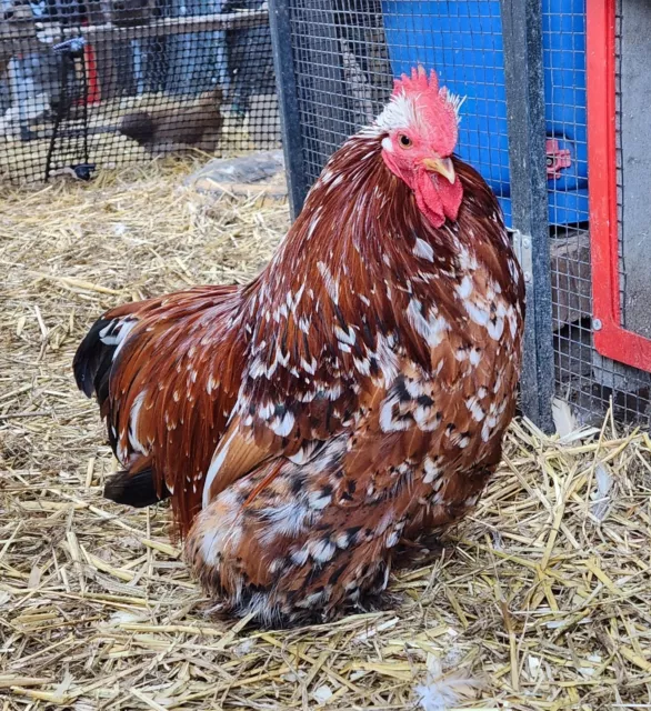 6+ Bantam Cochin Fertile Hatching Eggs. Calico, Buff, and Possible Frizzle