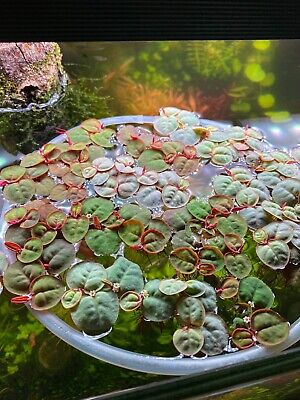 1/2 cup Red Root Floaters, Phyllanthus fluita floating aquarium (+Mystery plant)