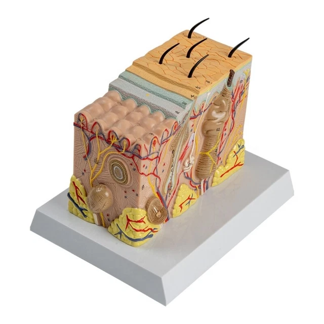 HUMAN SKIN STRUCTURE Anatomical Model Human Skin Anatomy for Science ...