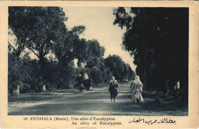CPA AK MAROC FEDHALA Une allée d'Eucalyptus Flandrin (38497)