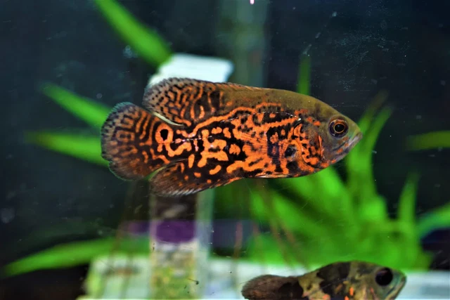 1 Pair Tiger Oscar Cichlid Freshwater Live Tropical Fish 2-3" Inches (2 Fish) A+
