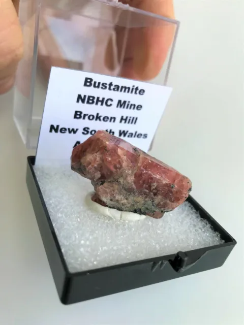 Natural Australian Bustamite NBHC Mine Broken Hill New South Whales Australia
