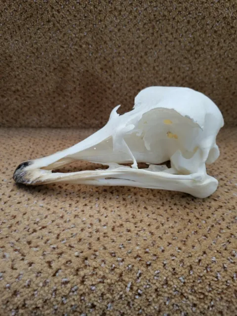 Taxidermy skeleton bones voodoo tattoo stuffing SKULL OSTRICH bird