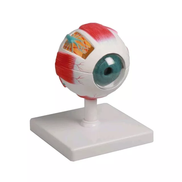 Augenmodell Anatomie Modell Lehrmodell anatomisches Modell Auge Modell 6-teilig