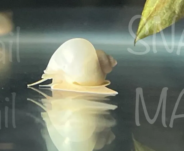 Live White ghost Mystery Snails~freshwater algae eater~aquarium cleanup crew!