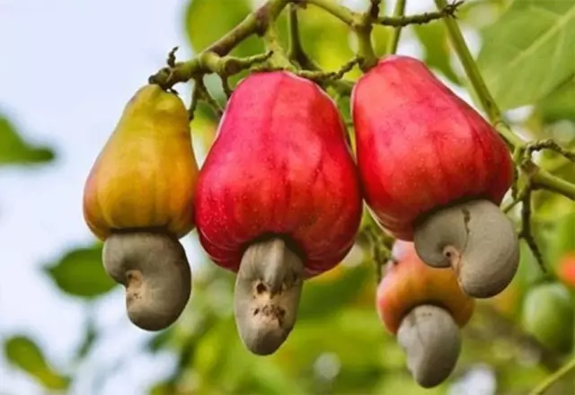 5 Cashew Nut Seeds Anacardium Occidentale Organic Heirloom Edible Fruit Tree