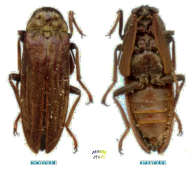 Callirhipidae - CALLIRHIPIS sp - Entomologie . insecte 1606E