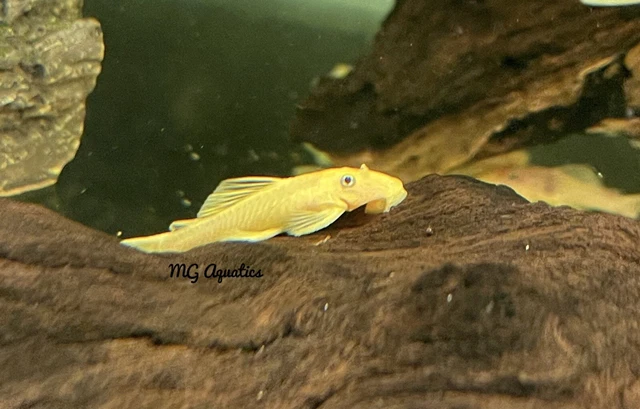 L144 Blue Eye Lemon Bristlenose Pleco Single 2 inch  Unsexed