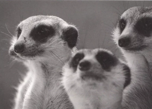 (89549) Postcard Meercats - unposted