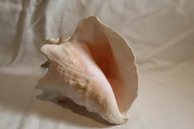 Large 8"  Conch Sea Shell Pre-Owned