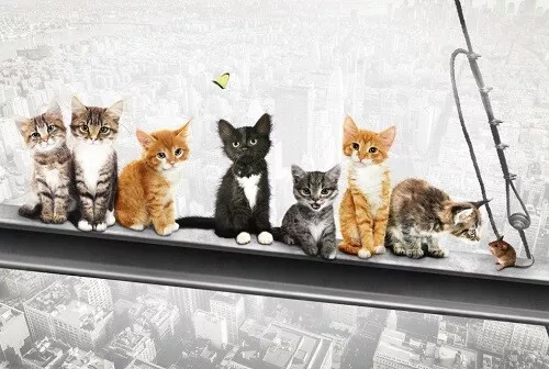 Katze Katzen Stahlträger Schreibunterlage Kunstdruck laminiert abwaschbar DIN A3
