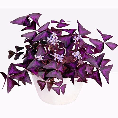20 Bulbs - Oxalis Triangularis Purple Shamrocks Lucky Lovely Flowers Bulbs Grows
