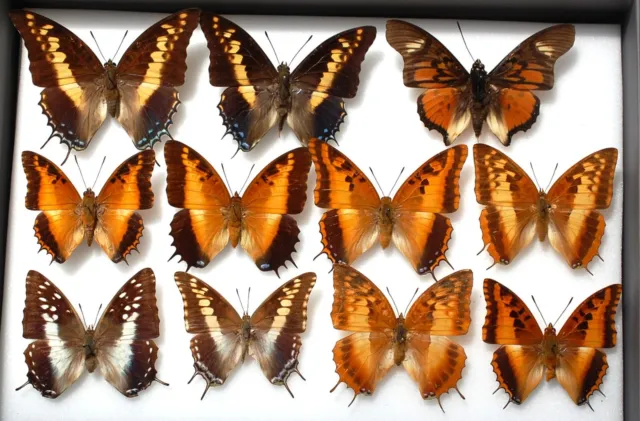 Interesting lot of the Charaxes  family  (not all with data)