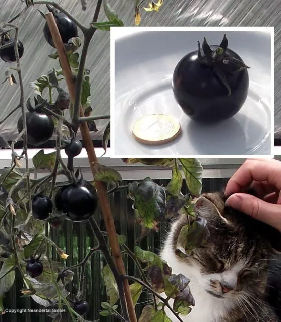 Jetzt pflanzen ! Schwarze Tomate schnellwüchsige Pflanze  Deko Samen