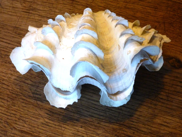 Coquillage bivalve naturel à motifs bruns : plage du Japon à Coquillage bivalve naturel à motifs bruns : plage du Japon à