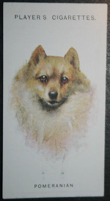 POMERANIAN  Vintage 1920's Dog Portrait Card   QC24M