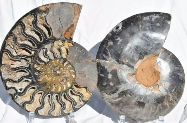 Large Black Ammonite PAIR Fossil Deep Crystals XXXLarge 9.6" HUGE 245mm 3236xx